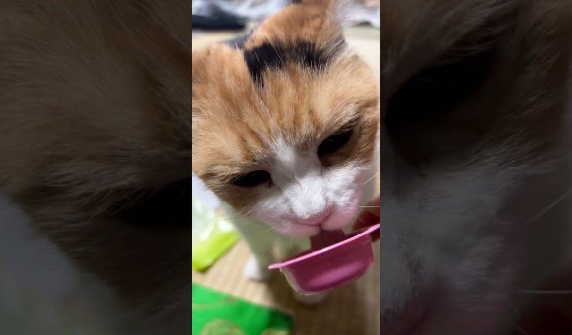 【三毛猫】おやつが美味しかったミケ