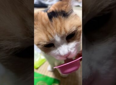 【三毛猫】おやつが美味しかったミケ