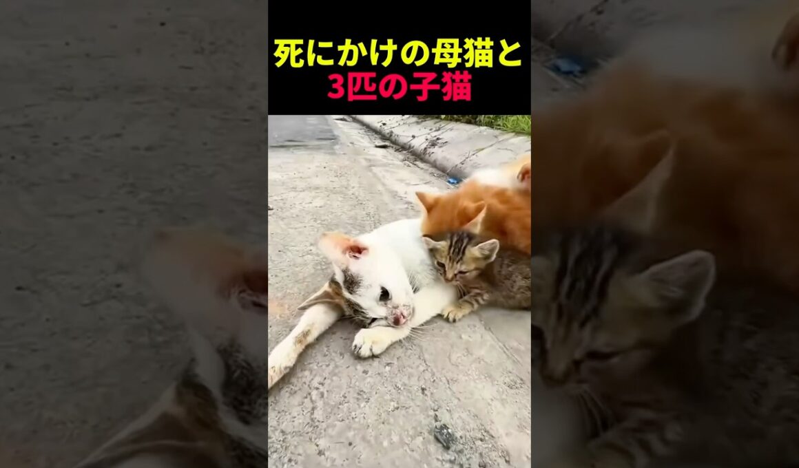 死にかけの母猫と3匹の子猫 #動物 #ペット #かわいい #癒し #animals #猫 #子猫 #救出