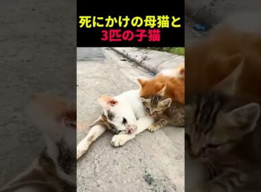 死にかけの母猫と3匹の子猫 #動物 #ペット #かわいい #癒し #animals #猫 #子猫 #救出