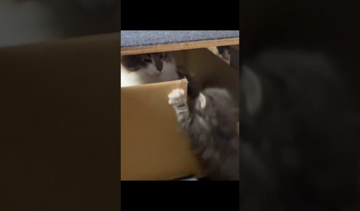 寝床を取られた子猫さん#ノルウェージャンフォレストキャット #norwegianforestcat #子猫 #cat