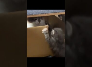 寝床を取られた子猫さん#ノルウェージャンフォレストキャット #norwegianforestcat #子猫 #cat