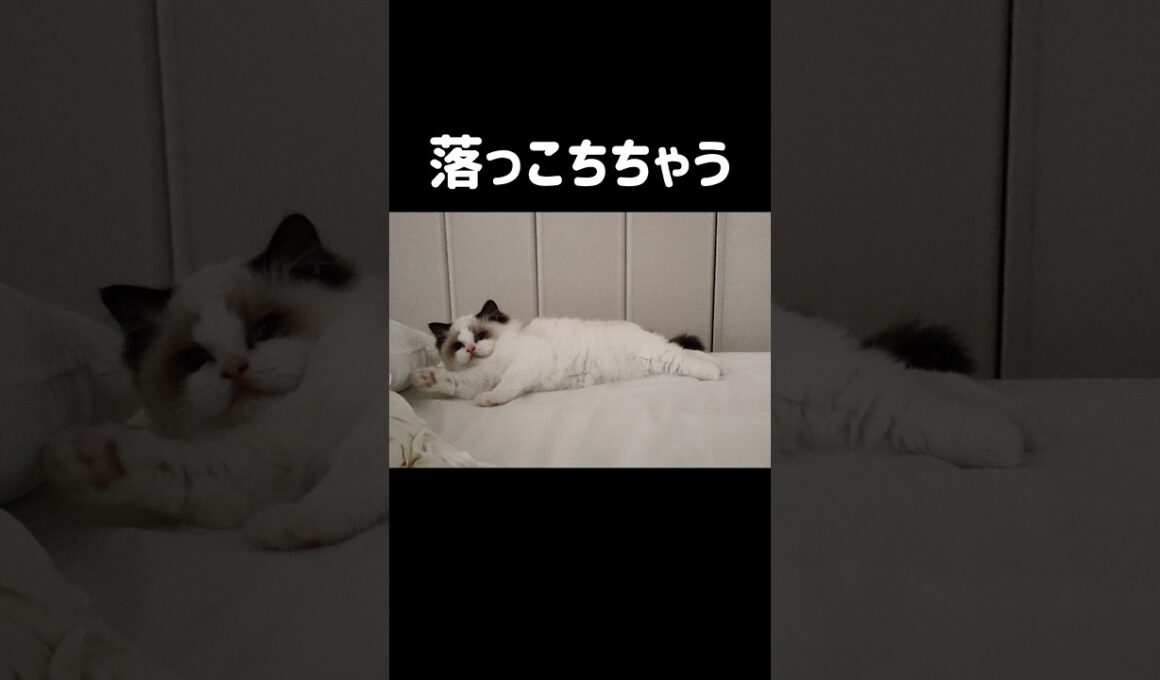 こうやってたまに落ちていく🤦🏻‍♀️ #shorts #猫 #子猫 #ラグドール #甘えん坊猫 #猫のいる暮らし