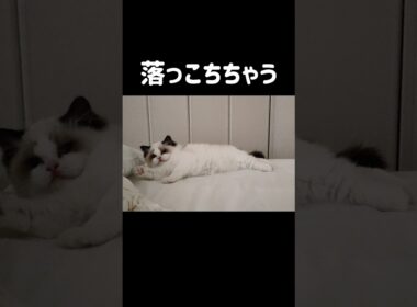 こうやってたまに落ちていく🤦🏻‍♀️ #shorts #猫 #子猫 #ラグドール #甘えん坊猫 #猫のいる暮らし
