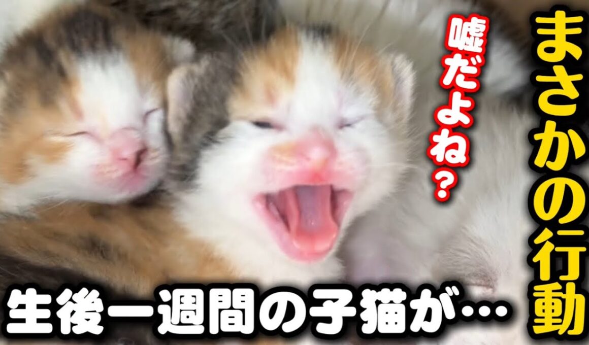 【前代未聞】母猫にため息を吐かれ子猫にはシャーをされました