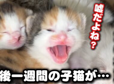 【前代未聞】母猫にため息を吐かれ子猫にはシャーをされました
