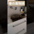 春は洗面台で眠る猫 #ノルウェージャンフォレストキャット