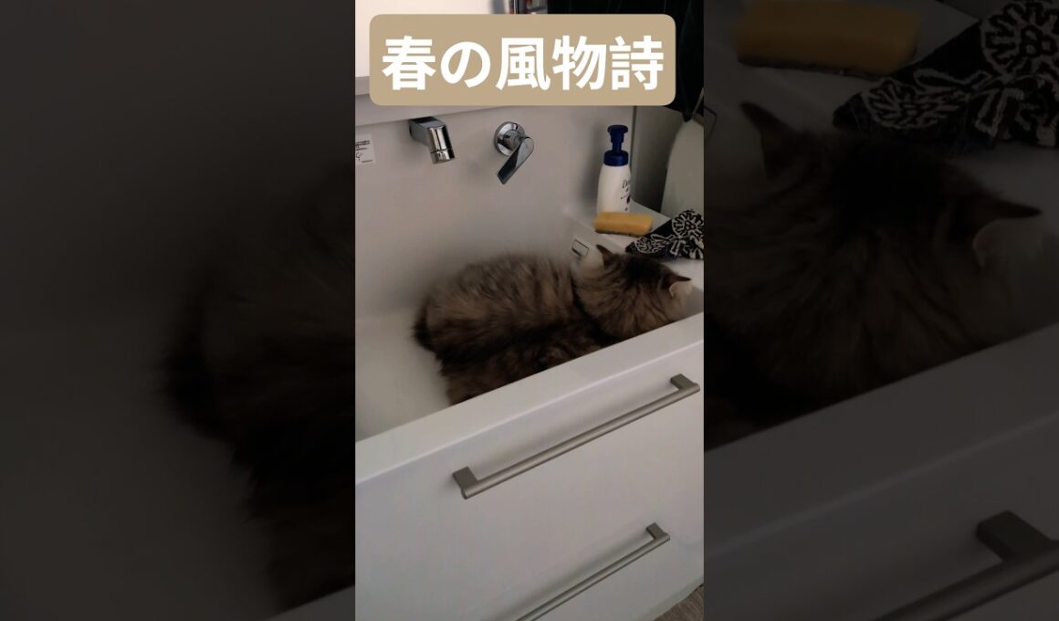 春は洗面台で眠る猫 #ノルウェージャンフォレストキャット