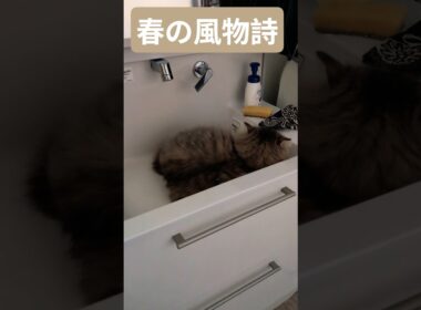 春は洗面台で眠る猫 #ノルウェージャンフォレストキャット