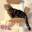 赤ちゃんとの暮らしを始めたら兄弟猫の仲が深まったみたいです