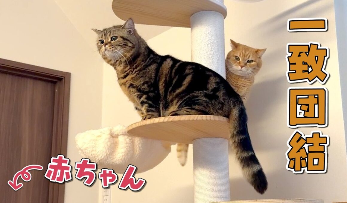 赤ちゃんとの暮らしを始めたら兄弟猫の仲が深まったみたいです