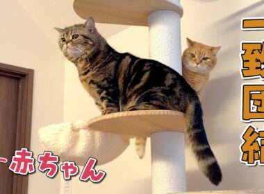 赤ちゃんとの暮らしを始めたら兄弟猫の仲が深まったみたいです