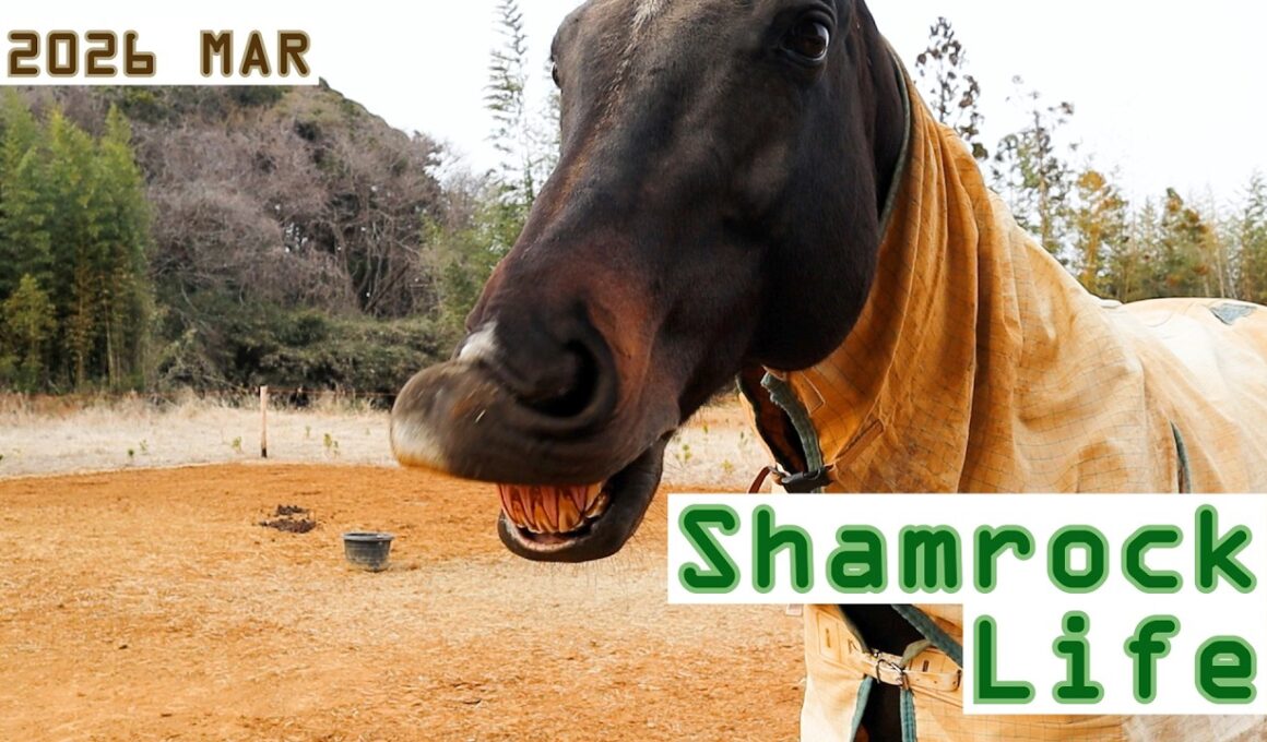 奇跡の一枚/3月後半のVlog