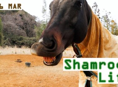 奇跡の一枚/3月後半のVlog