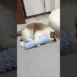 置いてたら勝手に使い始めた｜トイガー&ラグドール　#トイガー #ラグドール #catshorts　#猫のいる暮らし #catfunny #大型猫 #フォームローラー