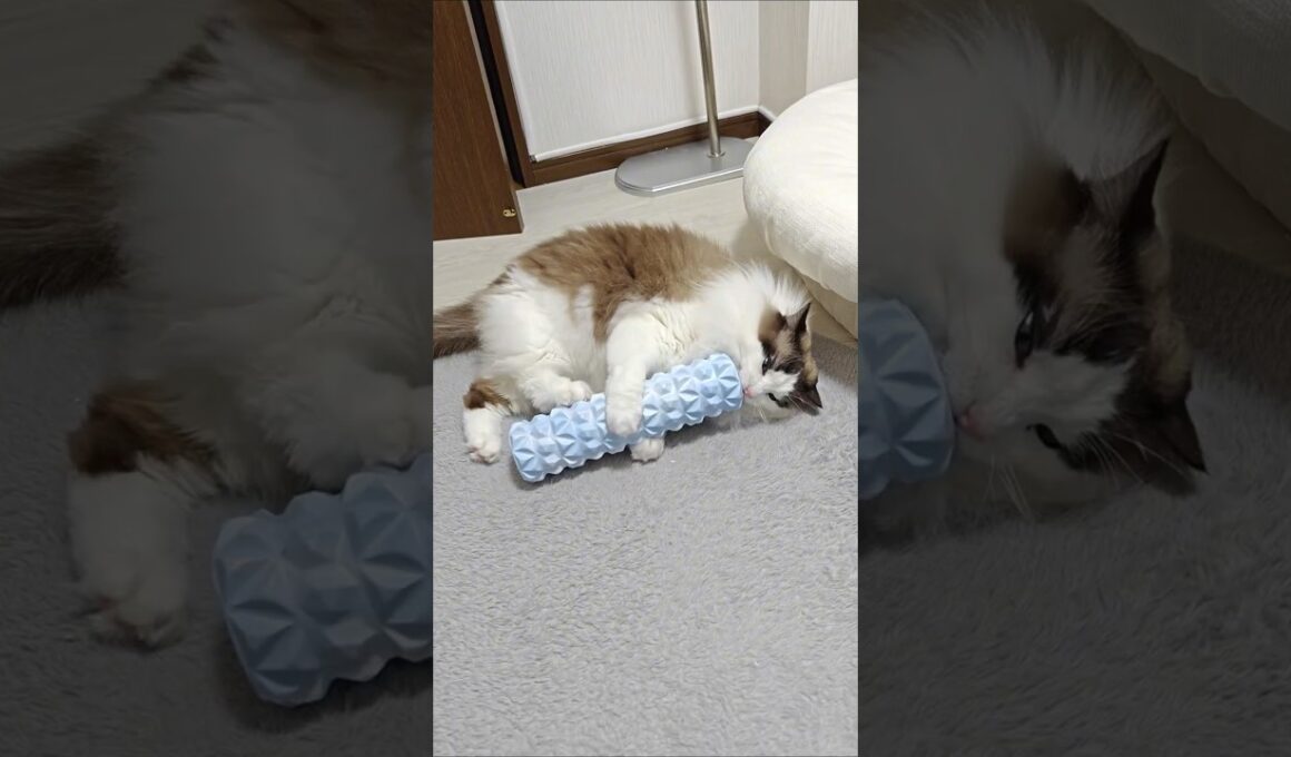 置いてたら勝手に使い始めた｜トイガー&ラグドール　#トイガー #ラグドール #catshorts　#猫のいる暮らし #catfunny #大型猫 #フォームローラー