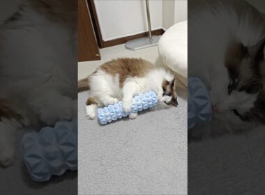 置いてたら勝手に使い始めた｜トイガー&ラグドール　#トイガー #ラグドール #catshorts　#猫のいる暮らし #catfunny #大型猫 #フォームローラー