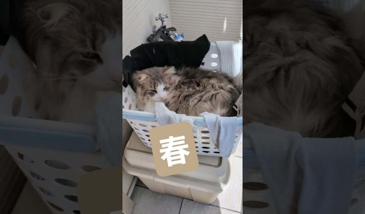 洗濯かごから春を感じる猫 #ノルウェージャンフォレストキャット