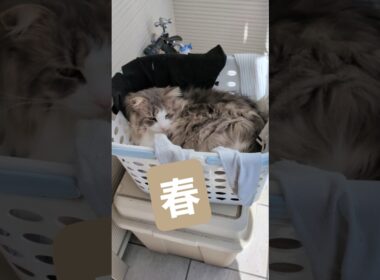 洗濯かごから春を感じる猫 #ノルウェージャンフォレストキャット