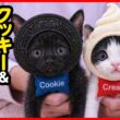 【激カワ注意】ミルクちゅーちゅー♪子猫のニャンプロころころりん♪