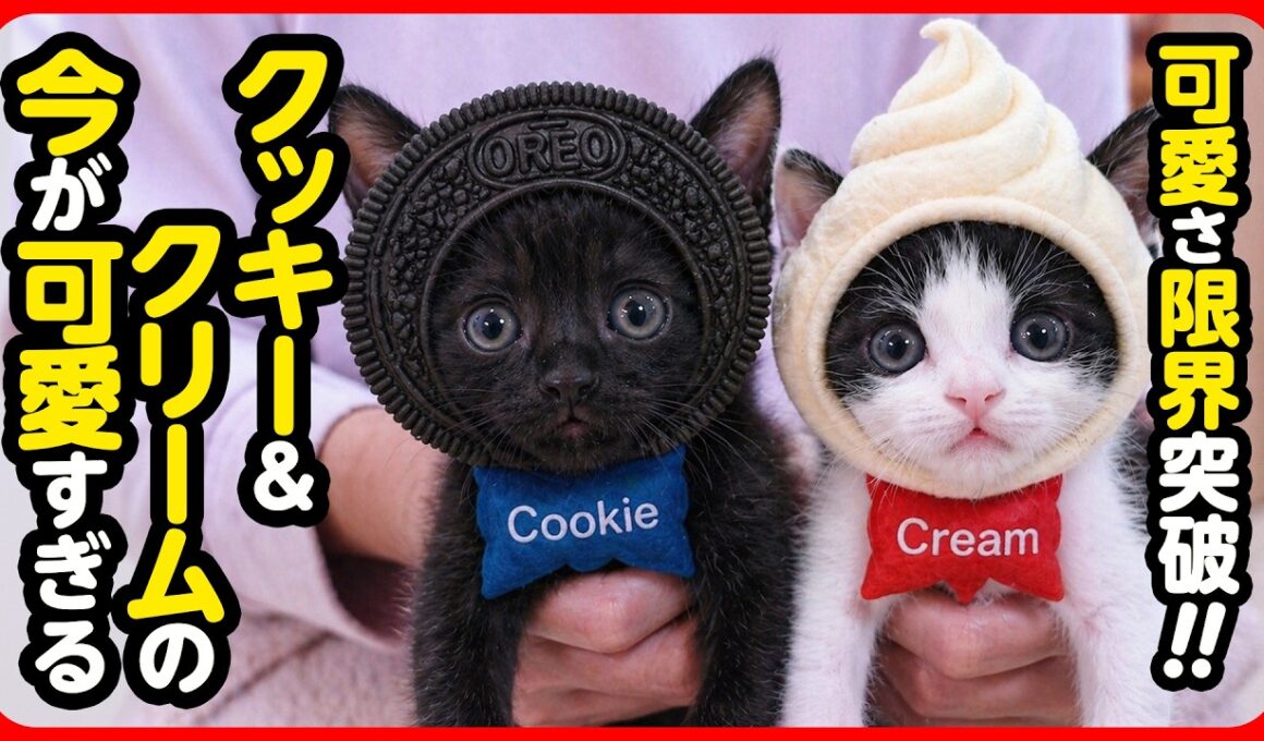 【激カワ注意】ミルクちゅーちゅー♪子猫のニャンプロころころりん♪