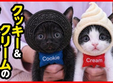 【激カワ注意】ミルクちゅーちゅー♪子猫のニャンプロころころりん♪