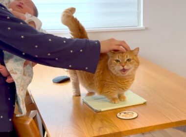赤ちゃんに対抗して赤ちゃん返りするプリン