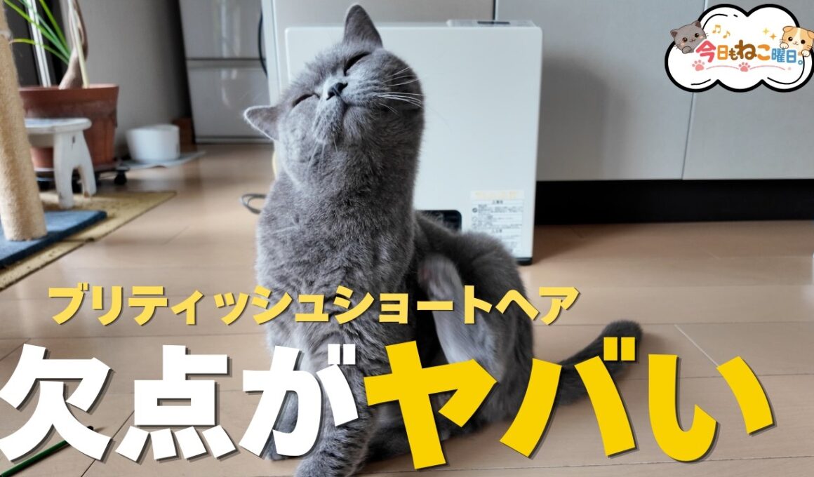 【保存版】ブリティッシュショートヘアの欠点7選