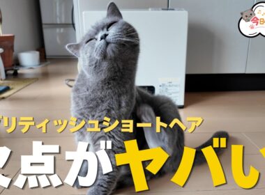 【保存版】ブリティッシュショートヘアの欠点7選