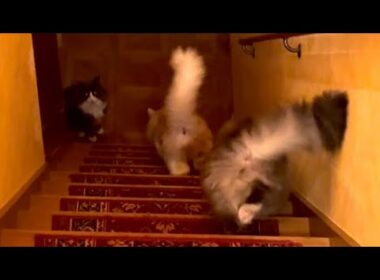 【トコトコ】個性的なもふ猫たちの階段下りがカワイイ❤️ノルウェージャンフォレストキャットとターキッシュアンゴラ