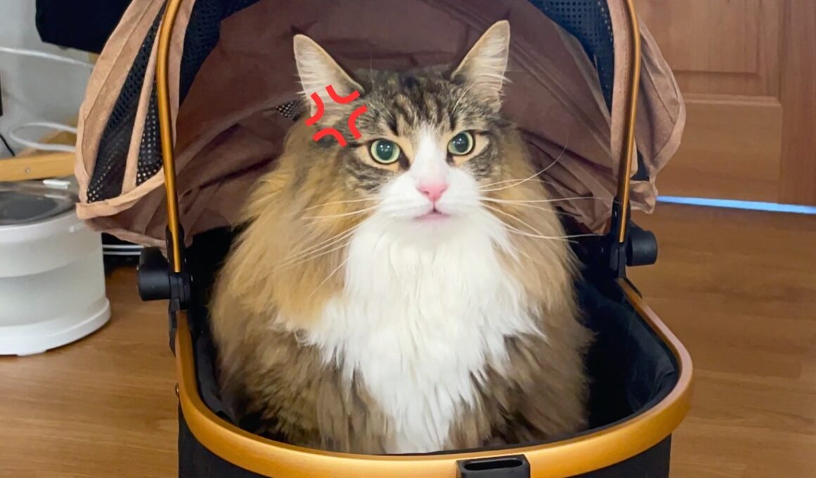 病院が苦手すぎてブチ切れるノルウェージャンが可愛すぎるので見てください