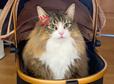 病院が苦手すぎてブチ切れるノルウェージャンが可愛すぎるので見てください