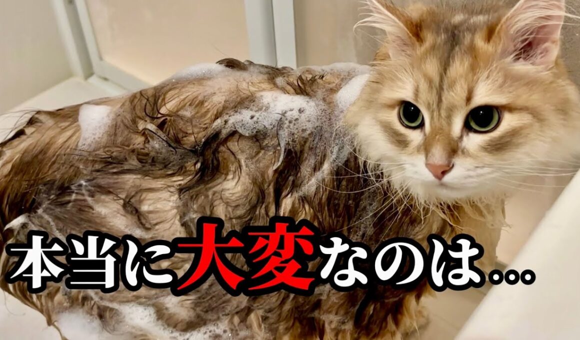 サイベリアンにシャンプーは必要？実際にやってわかったこと