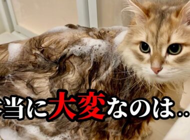 サイベリアンにシャンプーは必要？実際にやってわかったこと
