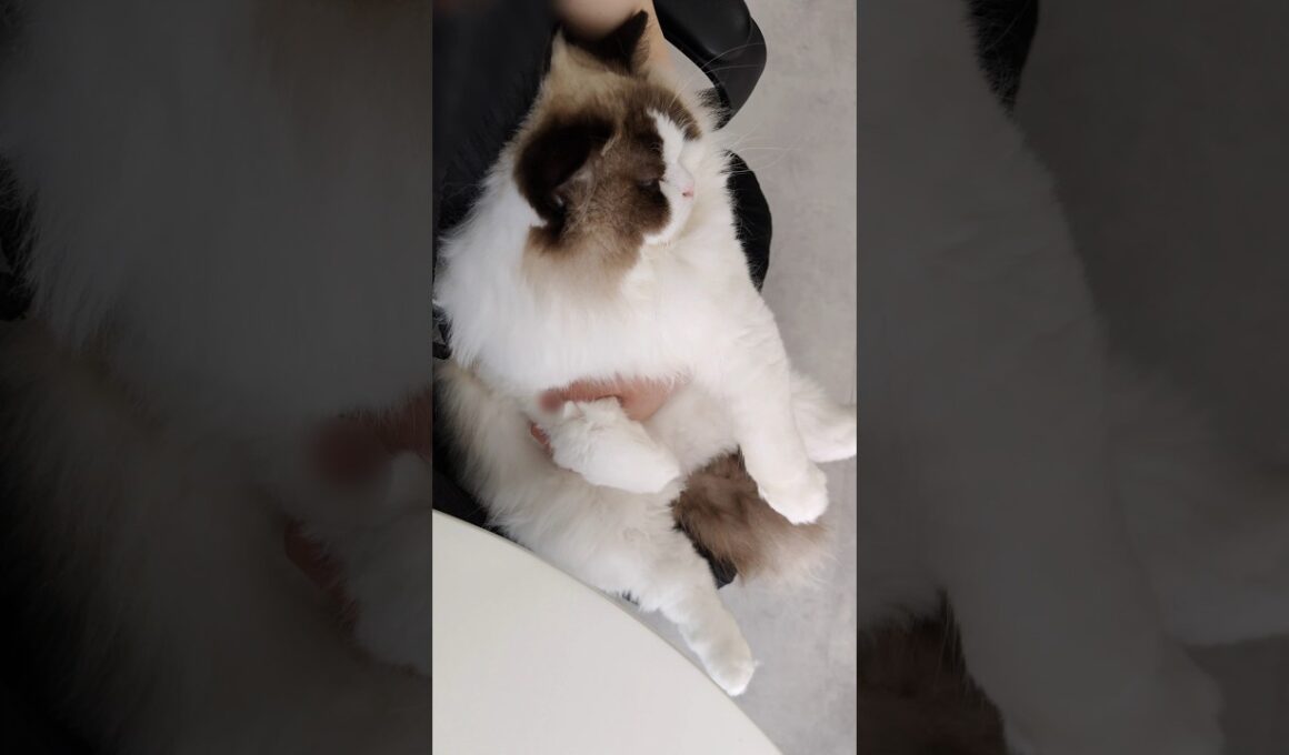 モーニングルーティン🔅 #shorts #猫 #ラグドール #甘えん坊猫 #もふもふ #猫のいる生活