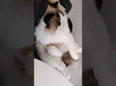 モーニングルーティン🔅 #shorts #猫 #ラグドール #甘えん坊猫 #もふもふ #猫のいる生活