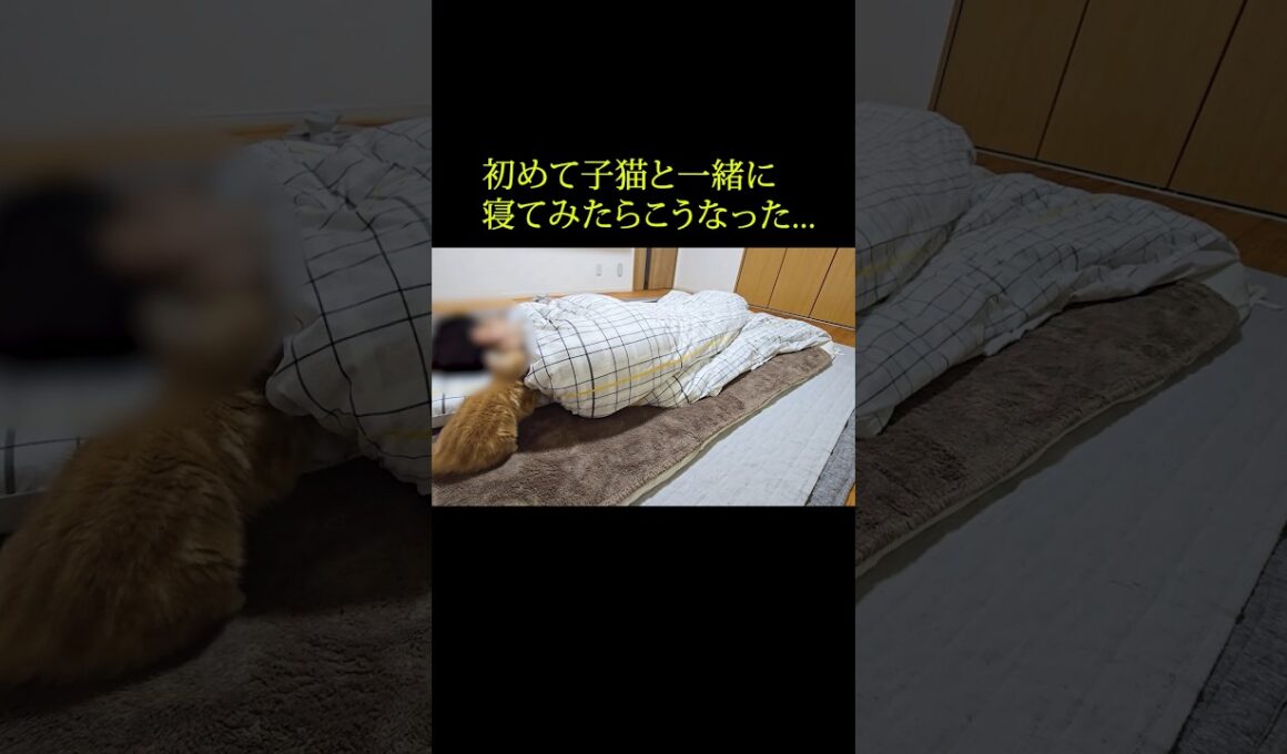 初めて子猫と一緒に寝てみたらこうなった...#shorts