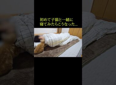 初めて子猫と一緒に寝てみたらこうなった...#shorts