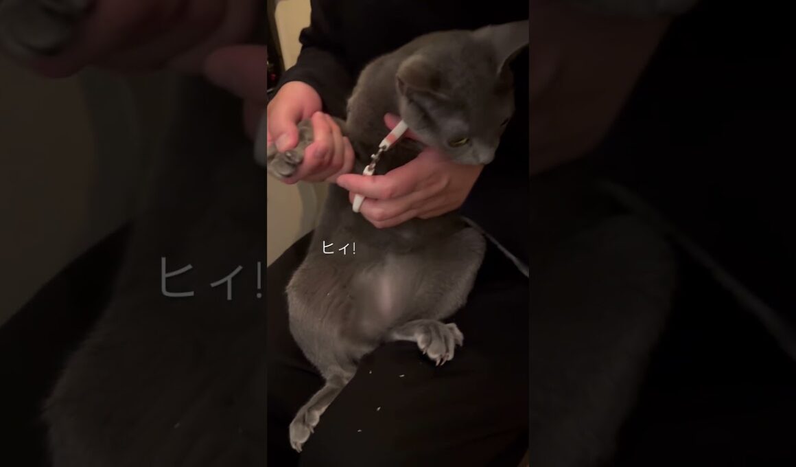 爪切りがドキドキな猫【ロシアンブルーのちょんたん】#猫 #猫のいる生活 #猫のいる暮らし #ねこ #猫動画 #cat #catvideos #shortvideo #shorts #short