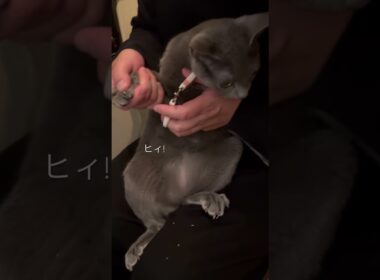 爪切りがドキドキな猫【ロシアンブルーのちょんたん】#猫 #猫のいる生活 #猫のいる暮らし #ねこ #猫動画 #cat #catvideos #shortvideo #shorts #short
