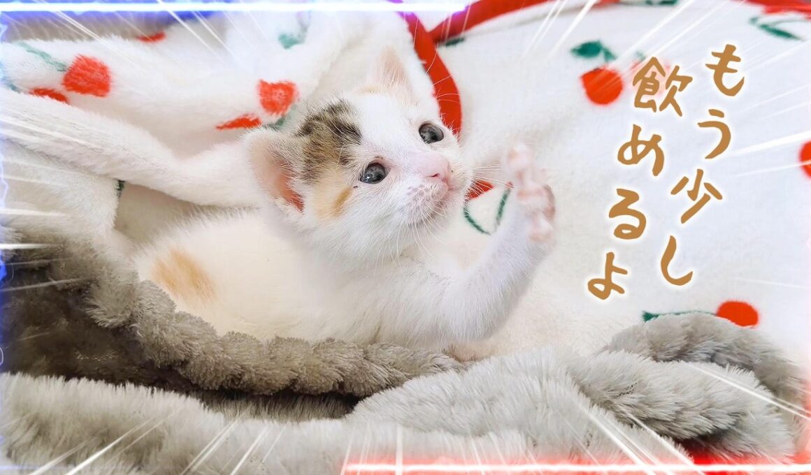 子猫のそれぞれのミルク 成長のためと生きるため 寝る直前ギリギリ限界まで頑張ろうとする姿が魅かれる【保護猫生活3日目】