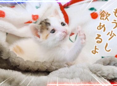 子猫のそれぞれのミルク 成長のためと生きるため 寝る直前ギリギリ限界まで頑張ろうとする姿が魅かれる【保護猫生活3日目】