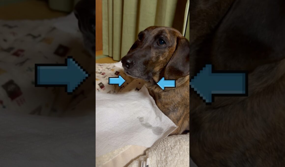 Sphinx Hoo🤣 Vol. 1 ファラオがおやつを持ってくるよ〜🤣🐶💕『807』Plotthound Moo, Qoo & Hoo @plottlife