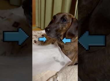 Sphinx Hoo🤣 Vol. 1 ファラオがおやつを持ってくるよ〜🤣🐶💕『807』Plotthound Moo, Qoo & Hoo @plottlife