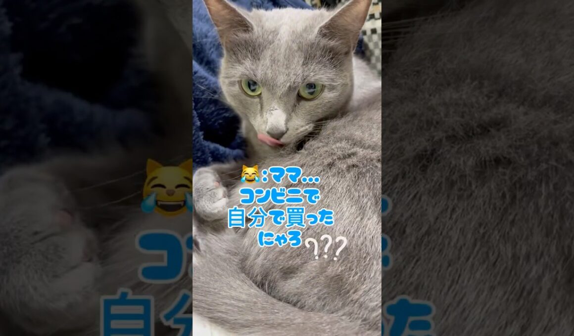 食べたいくらい可愛い肉球❤️ #猫 #ロシアンブルー #catshorts #shorts