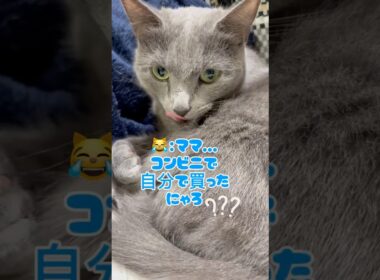 食べたいくらい可愛い肉球❤️ #猫 #ロシアンブルー #catshorts #shorts