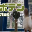 バーマン猫ラフとガブ【サボテン】Cactus（バーマン猫）Birman/Cat