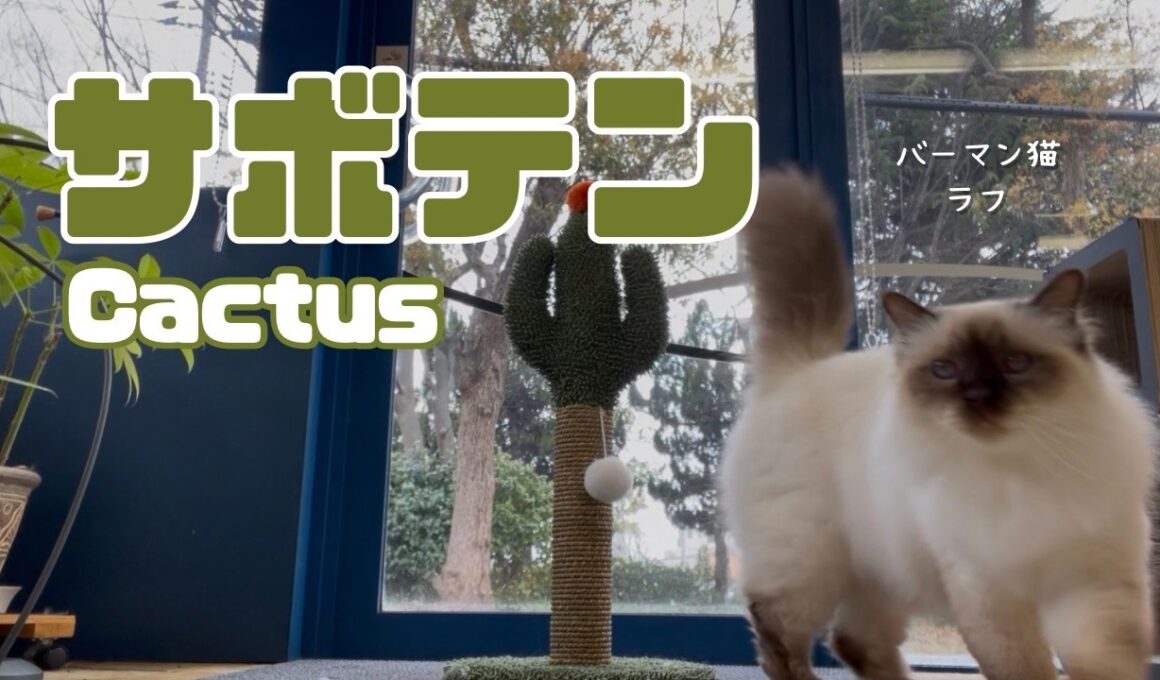 バーマン猫ラフとガブ【サボテン】Cactus（バーマン猫）Birman/Cat
