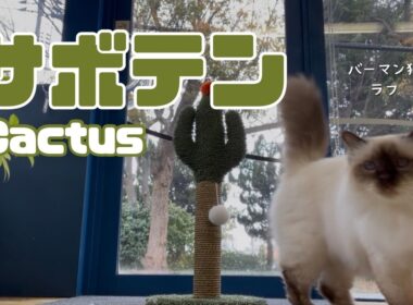 バーマン猫ラフとガブ【サボテン】Cactus（バーマン猫）Birman/Cat