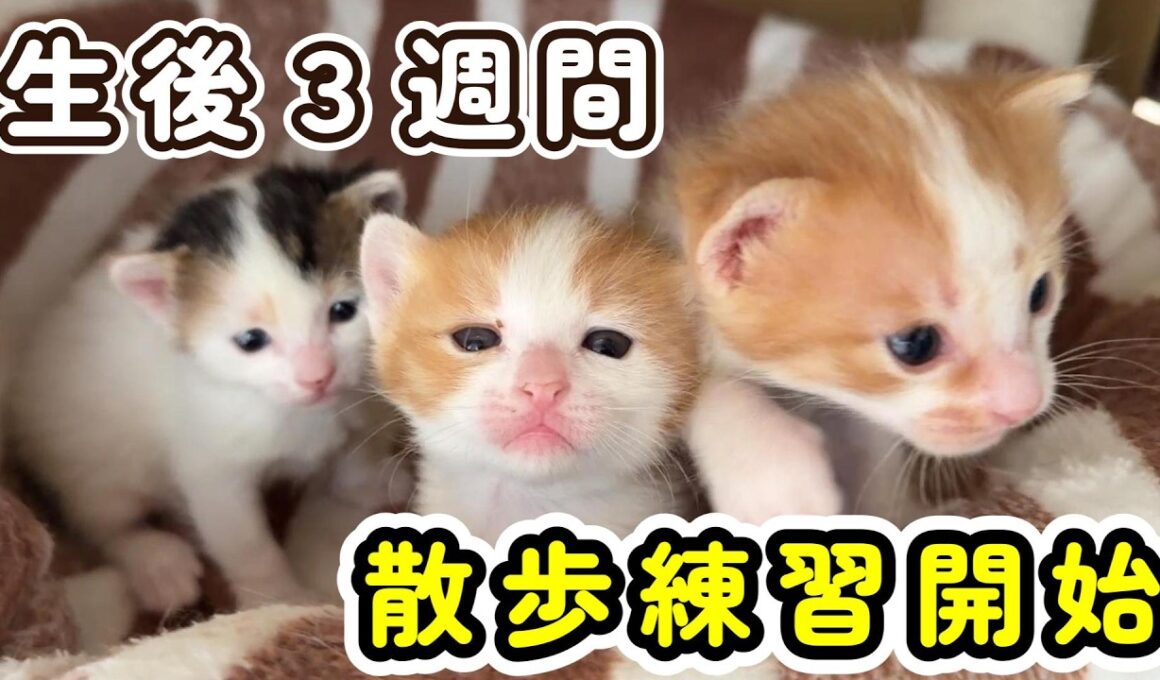 【ドキドキ☆】生後３週間が経ち、子猫たちの散歩練習始めました！